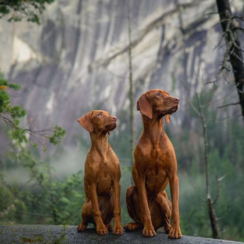 ORIJEN™ Fit & Trim Dry Adult Dog Food – Chicken, Turkey & Fish