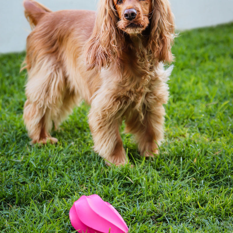 Dog’s Life Stuffable Treat Hider