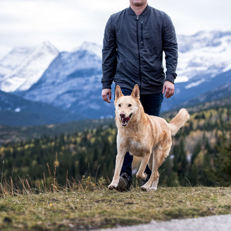 ORIJEN™ Fit & Trim Dry Adult Dog Food – Chicken, Turkey & Fish