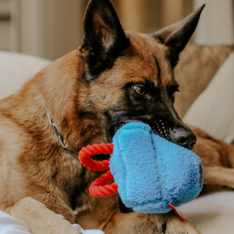 Dog's Life Surprise Toy - The Blue School Bag