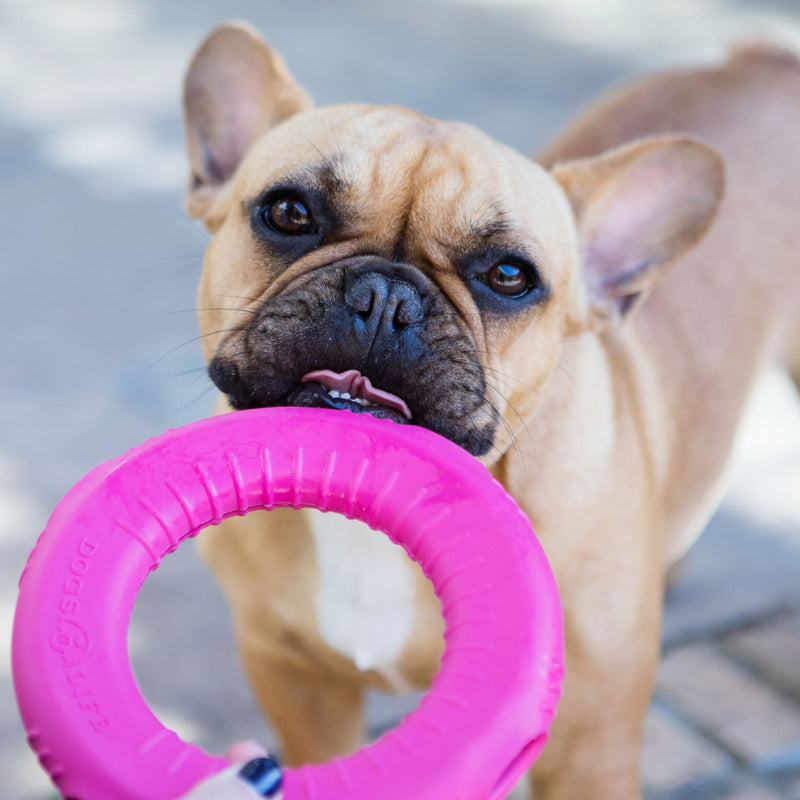Dog’s Life Natural Rubber Gloop Loop Dog Toy