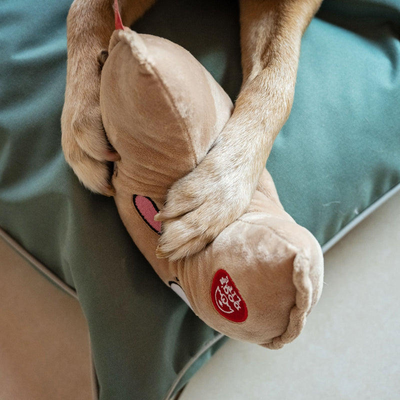 Dog's Life Surprise Toy - The Fortune Cookie