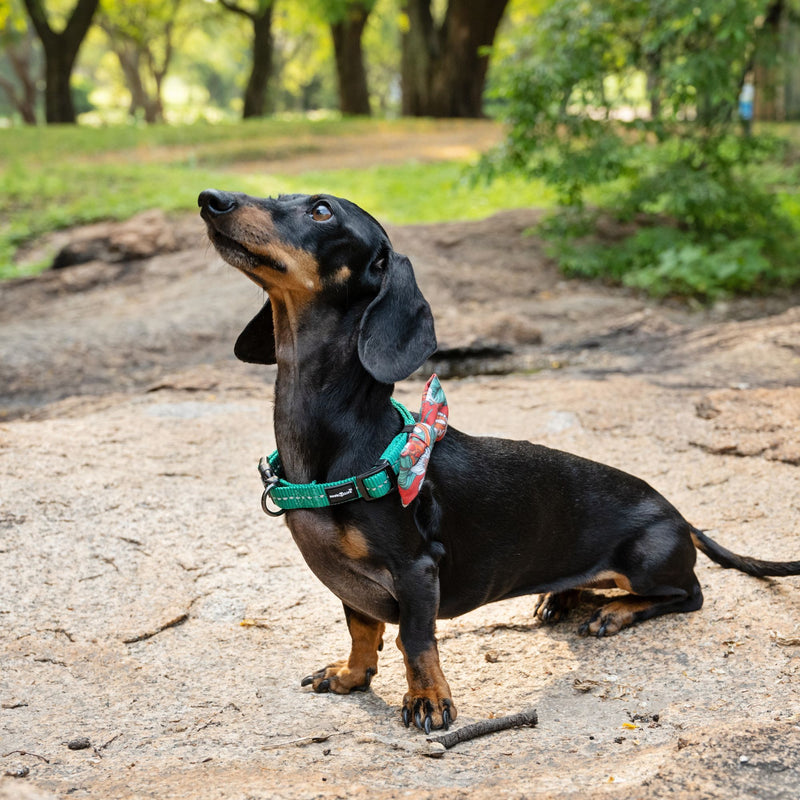 Dog's Life Supersoft Designer Webbing Comfortable & Reflective Dog Collar