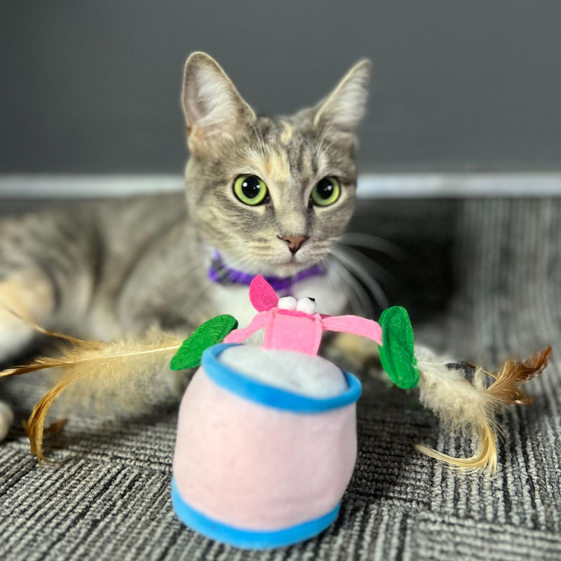 Cat’s Life Funny Pig with Feather