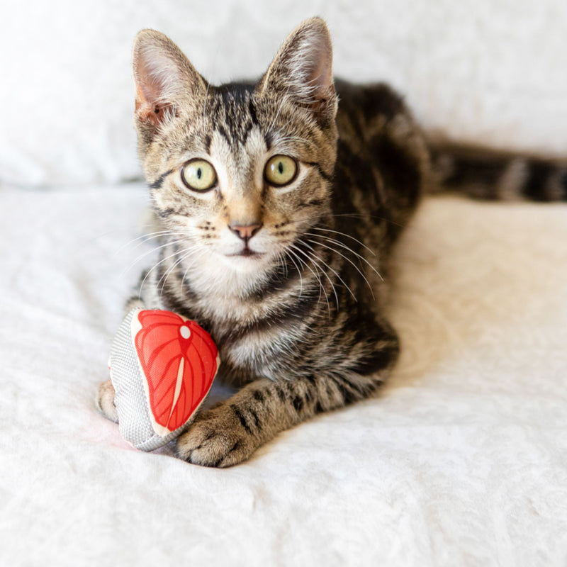 Cat’s Life Kittie Fishies Plush Catnip Toy Combo