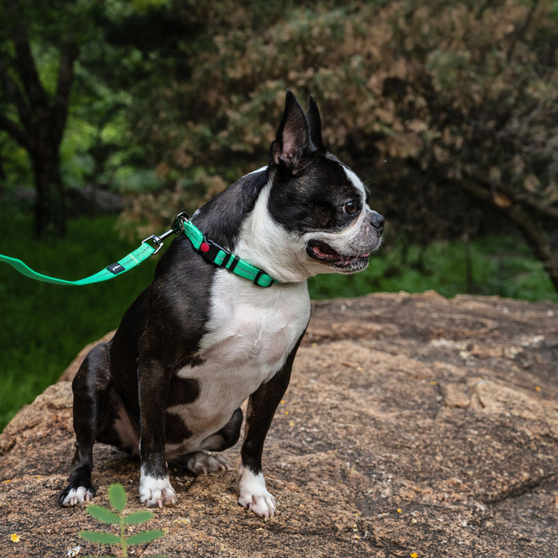 Dog's Life Supersoft Designer Webbing Comfortable & Reflective Dog Collar