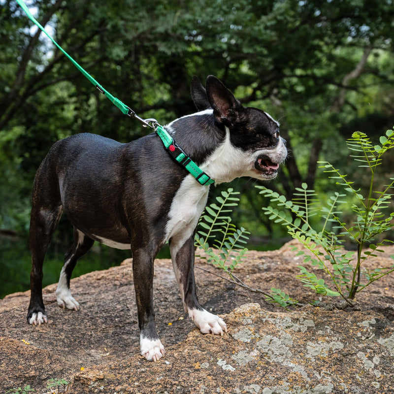 Dog's Life Supersoft Designer Webbing Comfortable & Reflective Dog Collar