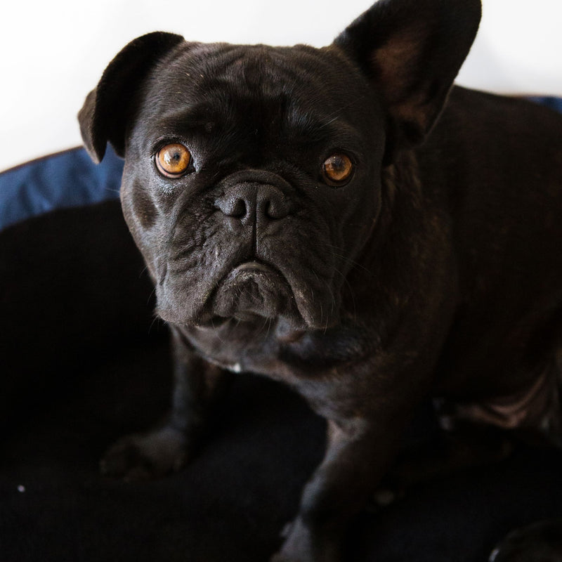 Dog’s Life Slumber Sofa Bed