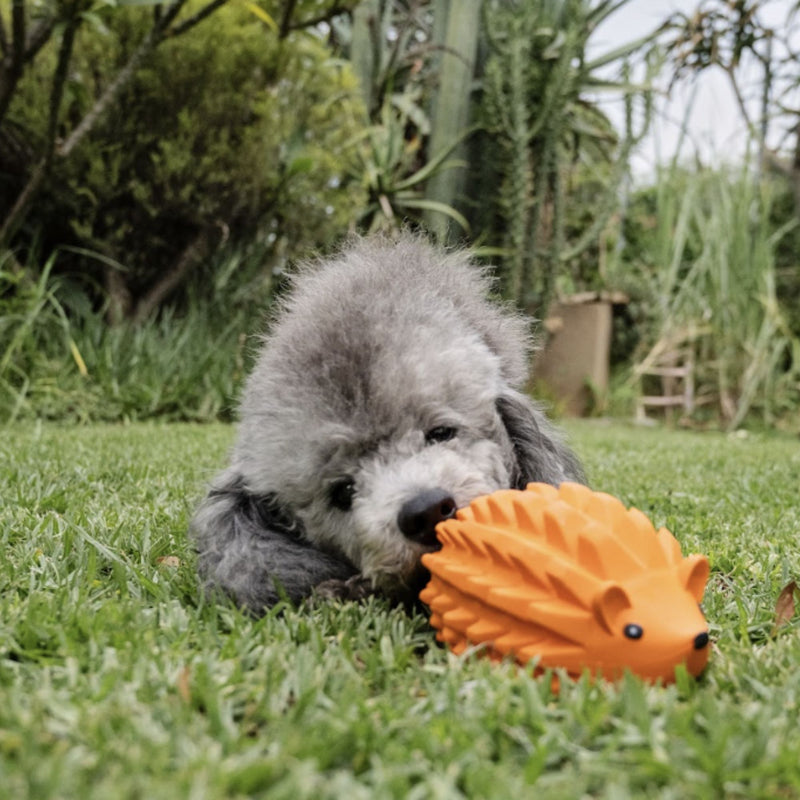 Zugo Zuhog Rubber Toy