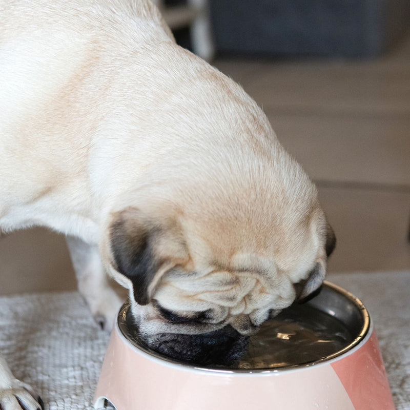 Dog's Life Stainless Steel Melamine Dog & Cat Bowl