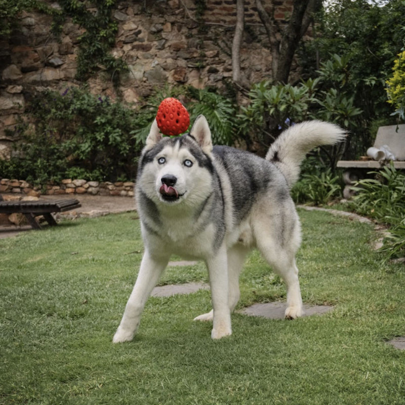 Zugo Zuberry Rubber Toy