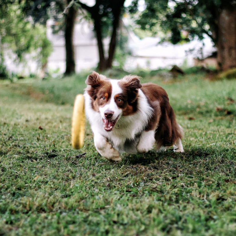 Zugo Loop Ring EVA Toy