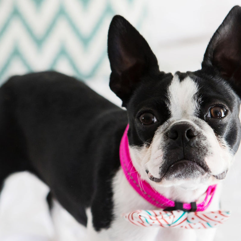 Dog's Life Supersoft Designer Webbing Comfortable & Reflective Dog Collar