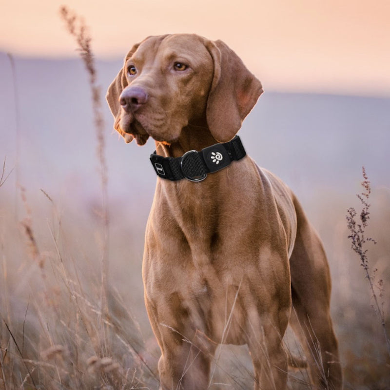 DOCO® Signature Nylon Dog Collar