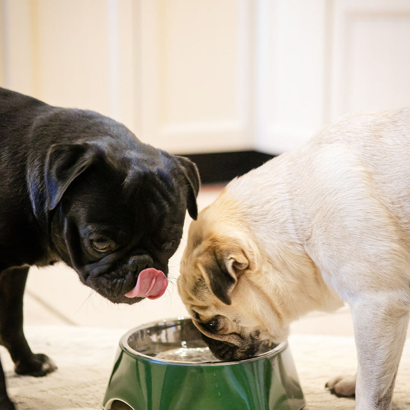 Dog's Life Stainless Steel Melamine Dog & Cat Bowl