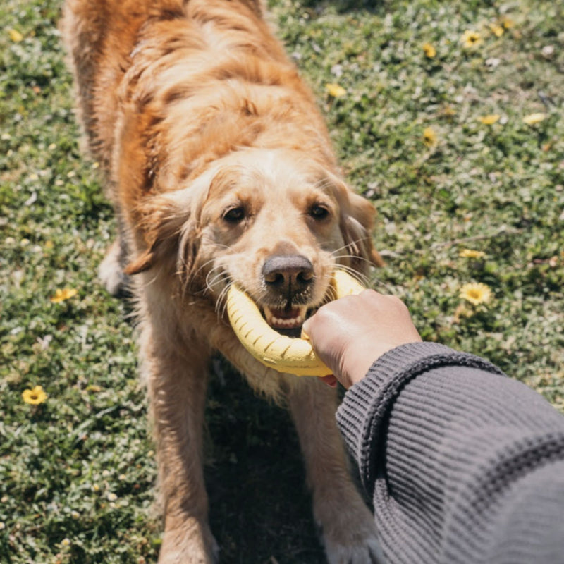 Zugo Loop Ring EVA Toy