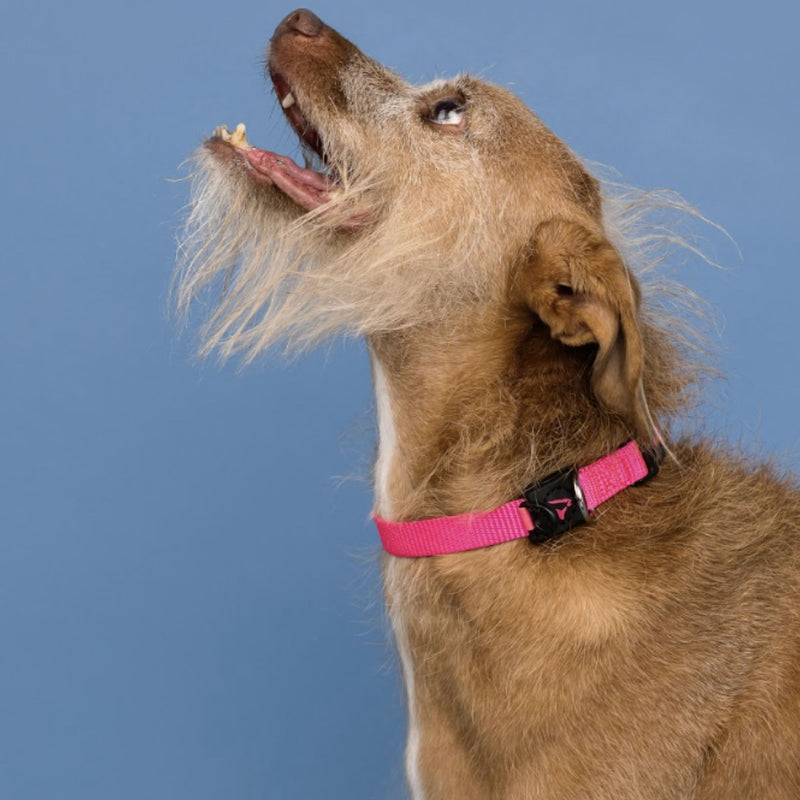 DOCO® Signature Nylon Dog Collar