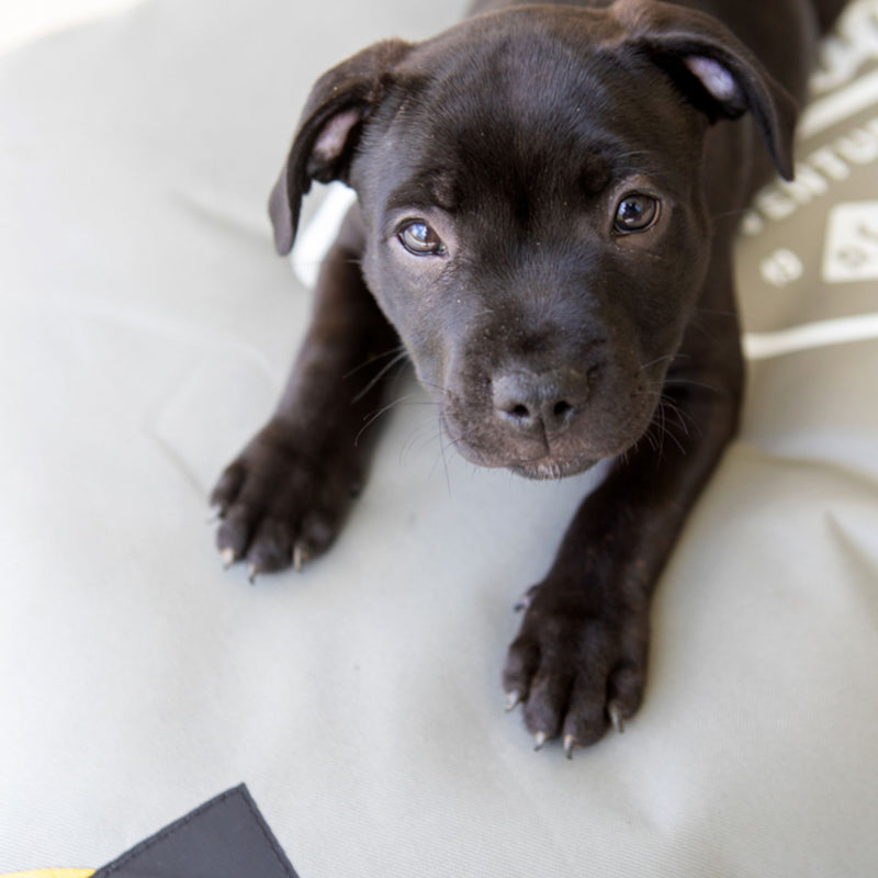 Dog's Life Outdoor Adventures Dog Pillow Bed