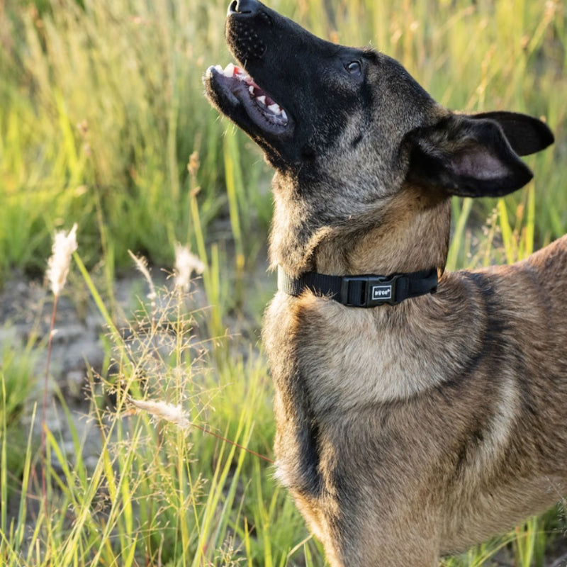 DOCO® Signature Nylon Dog Collar