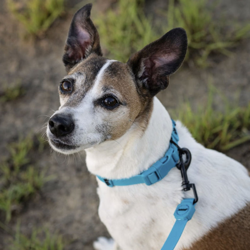 DOCO® Jelly Bean Waterproof Dog Leash