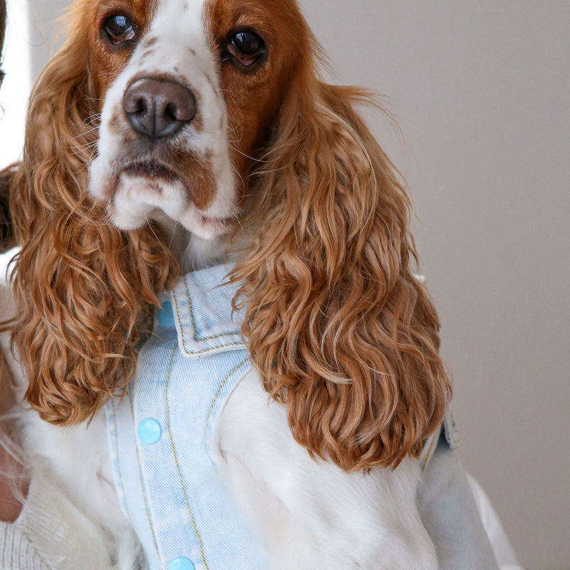 Dog's Life Denim Pawty Dress