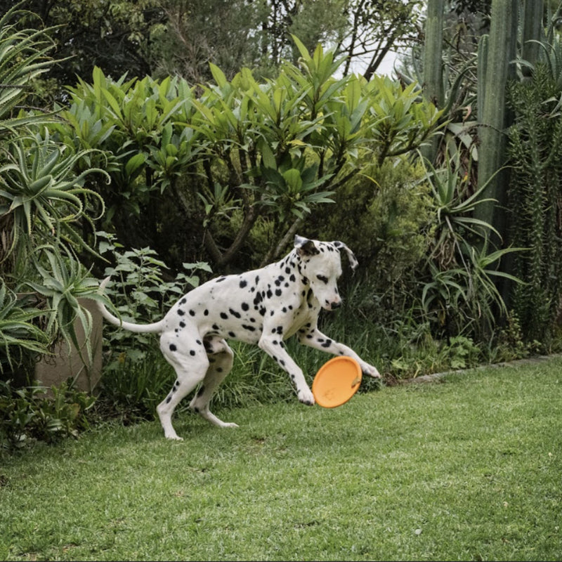 Zugo Aeroglide EVA Toy