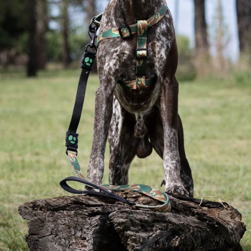 DOCO® Loco Eco-Friendly Patterned Dog Leash