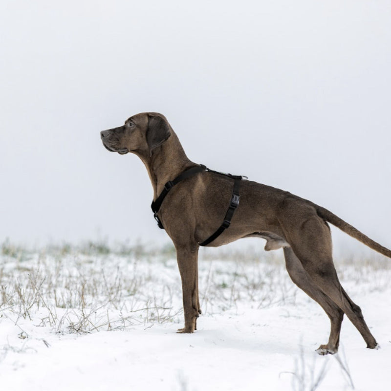 DOCO® Signature H-Harness