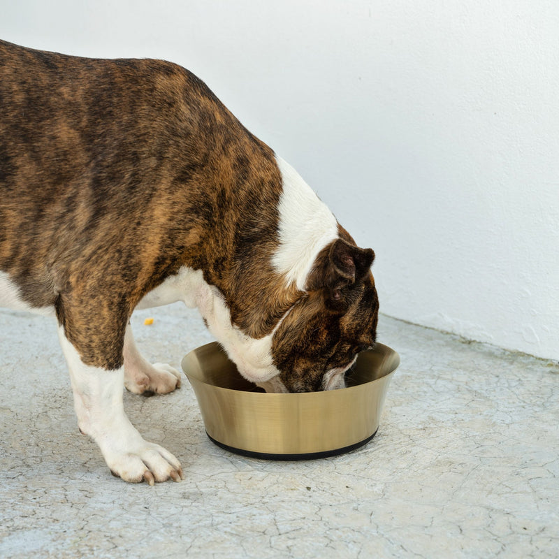 Dog's Life Stainless Steel Dog & Cat Bowl