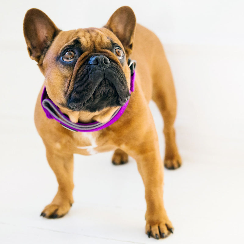 Reflective Supersoft Webbing Neoprene Collar