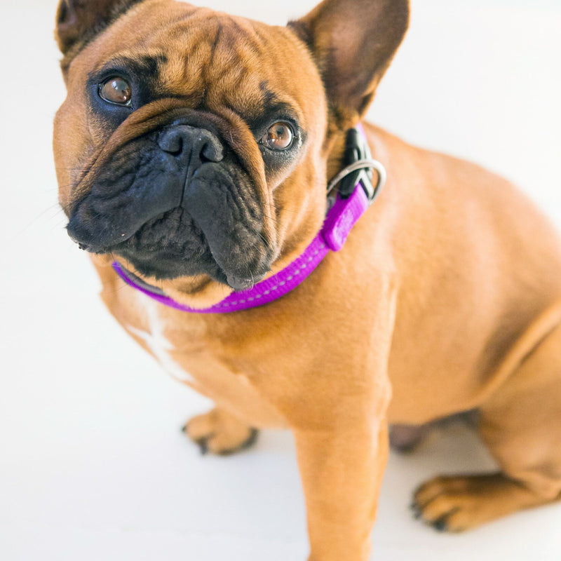 Reflective Supersoft Webbing Neoprene Collar