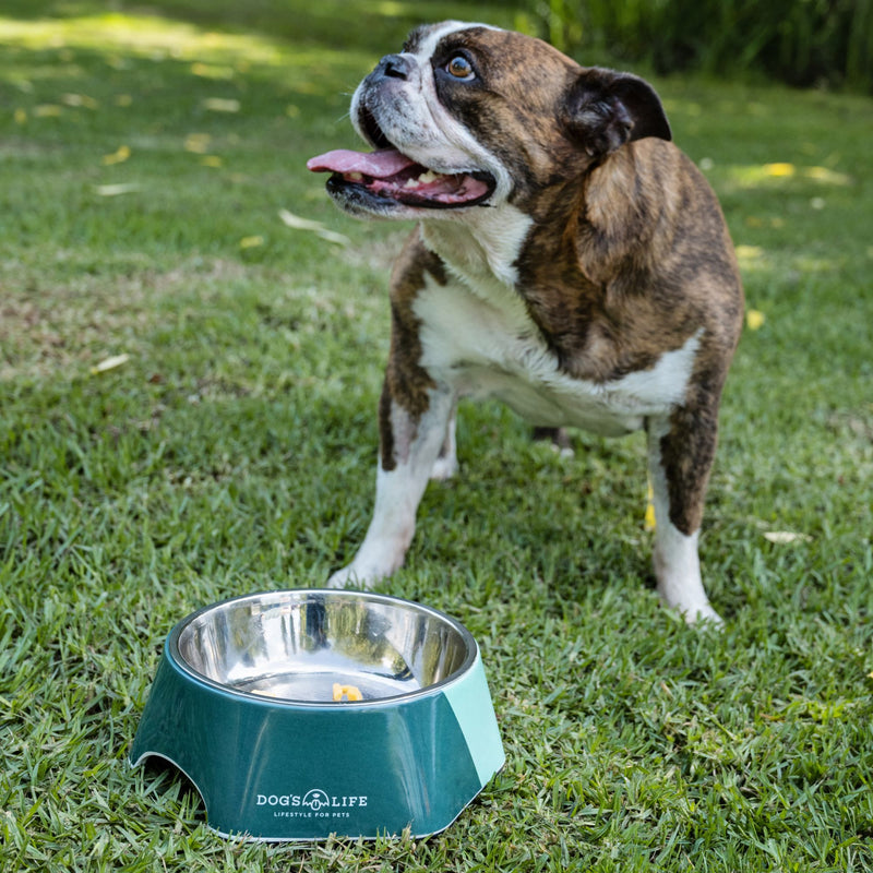 Dog's Life Stainless Steel Melamine Dog & Cat Bowl