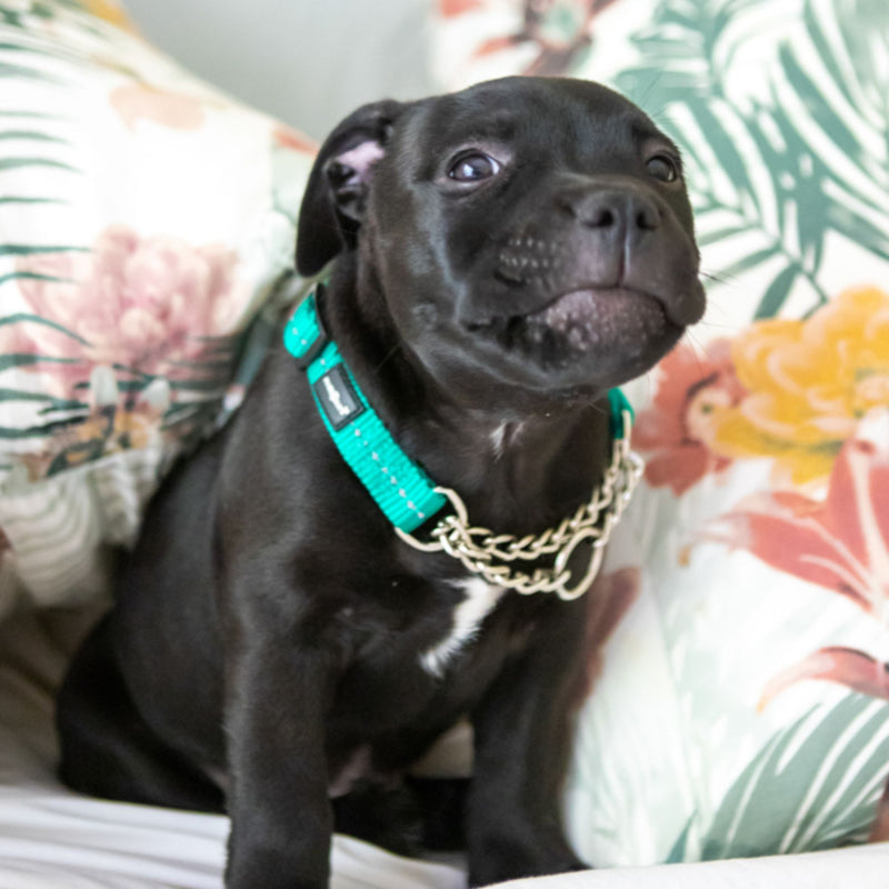 Dog's Life Reflective Martingale Chain Dog Collar Adjustable & Durable