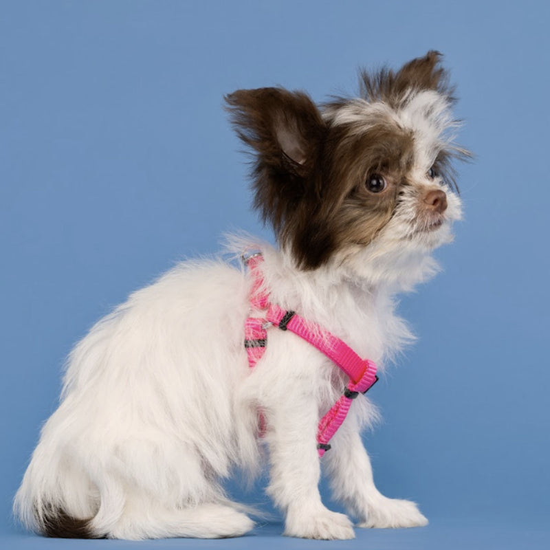 DOCO® Signature Nylon Dog Harness