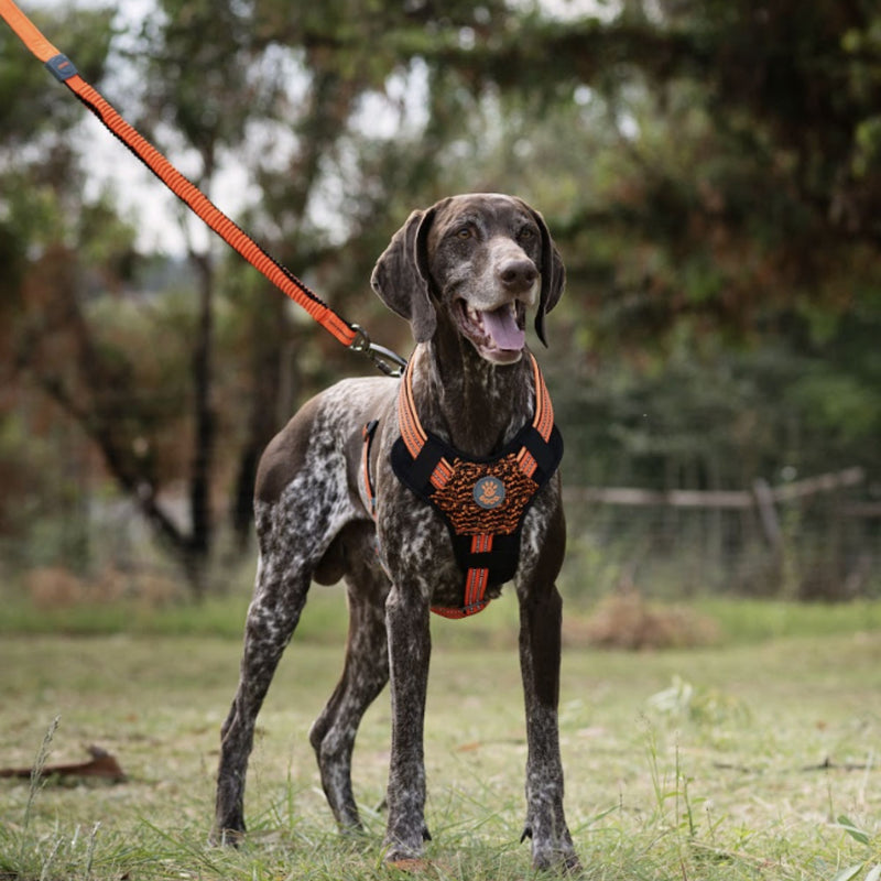 DOCO® VARIO Easy Snap™ Bungee Dog Leash