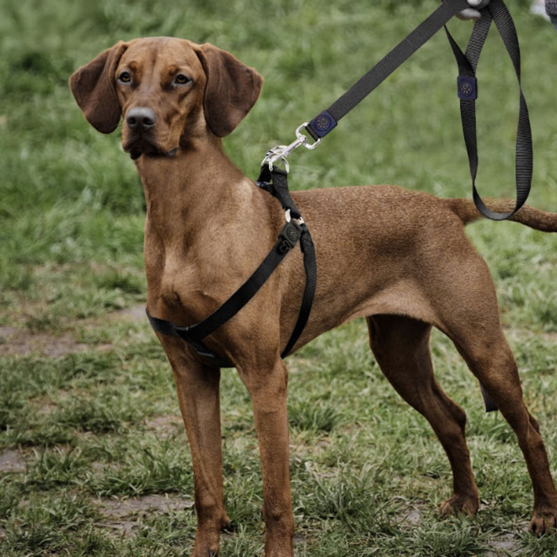 DOCO® Signature Nylon Dog Harness