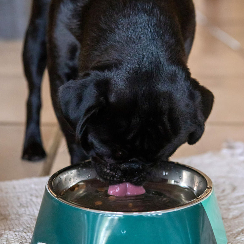 Dog's Life Stainless Steel Melamine Dog & Cat Bowl