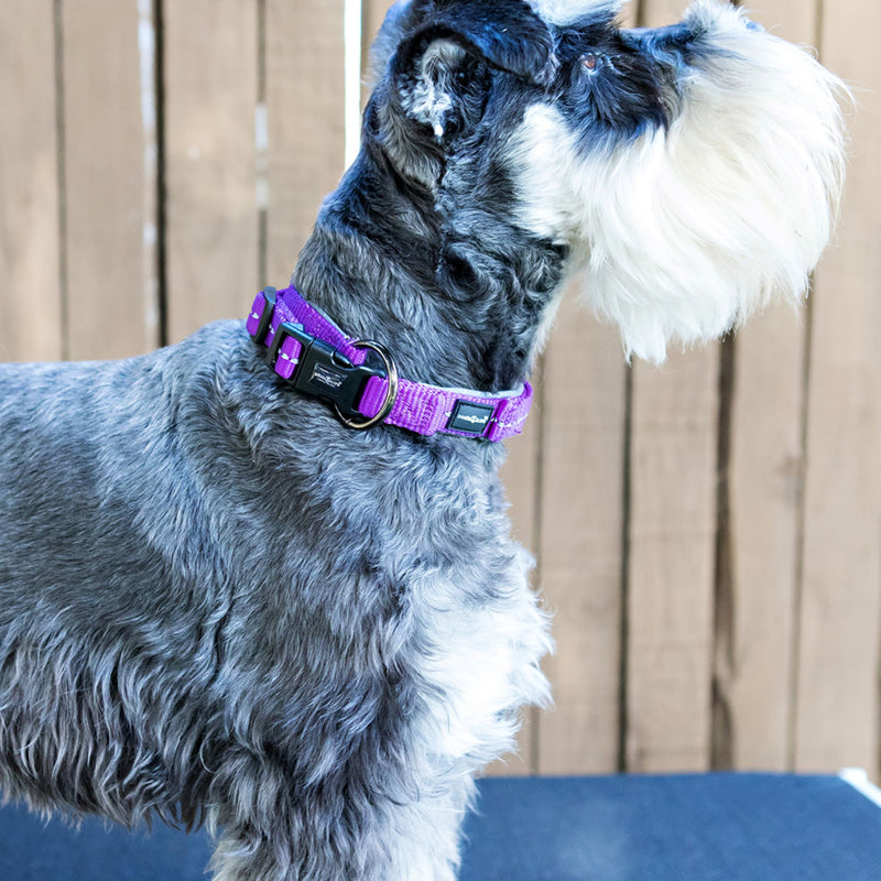 Reflective Supersoft Webbing Neoprene Collar