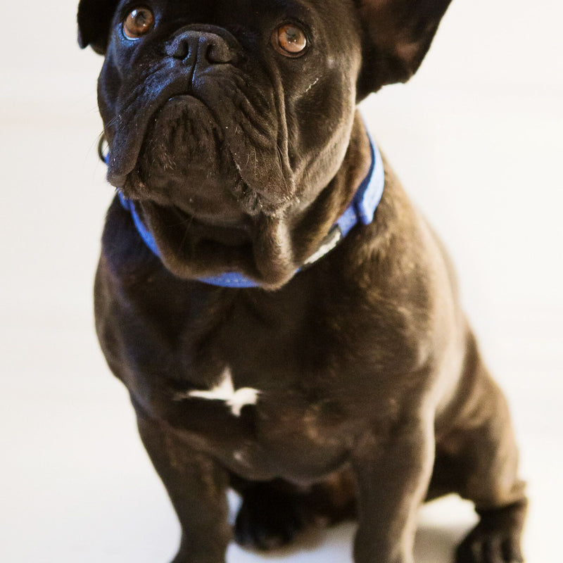 Reflective Supersoft Webbing Neoprene Collar