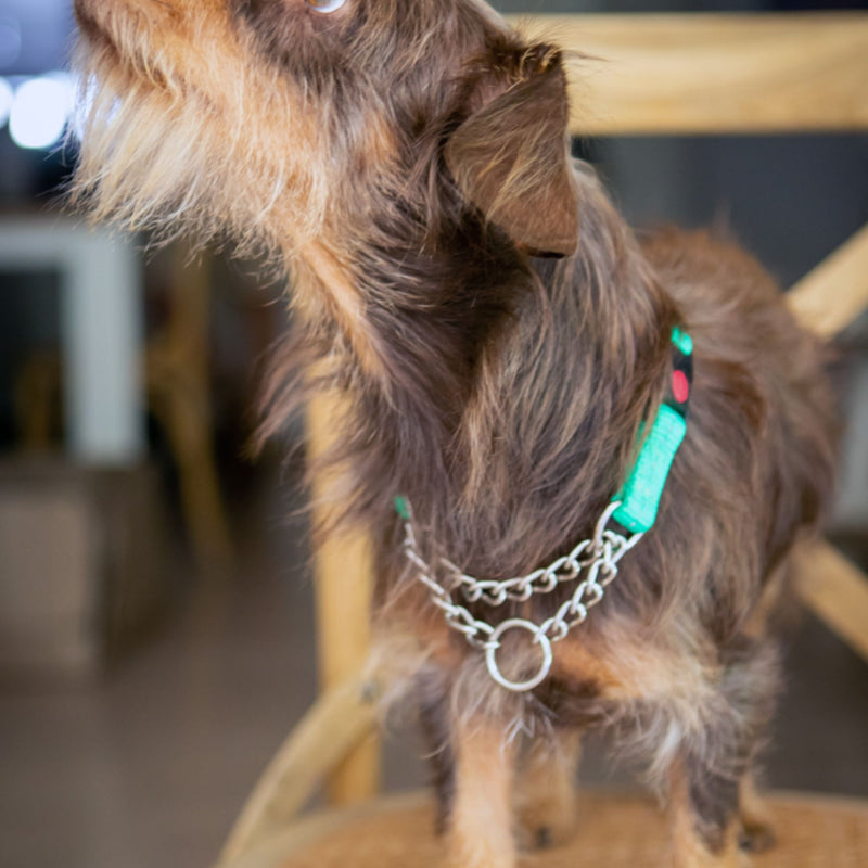 Dog's Life Reflective Martingale Chain Dog Collar Adjustable & Durable