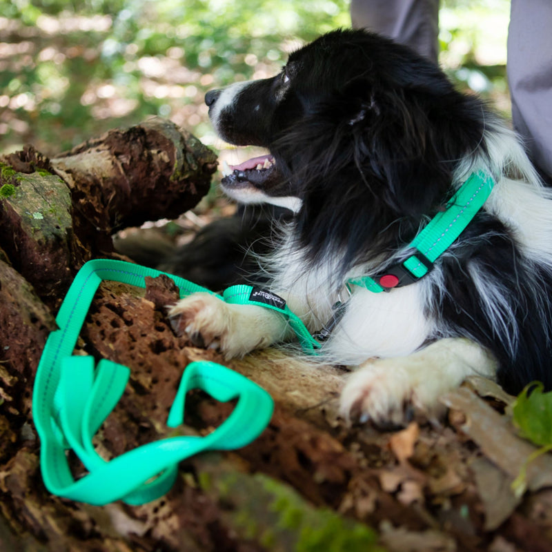 Dog's Life Reflective Martingale Chain Dog Collar Adjustable & Durable