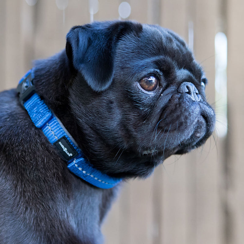 Reflective Supersoft Webbing Neoprene Collar