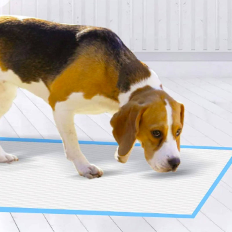 Wee-Wee Pee Pee Everyday Dog Training Pads