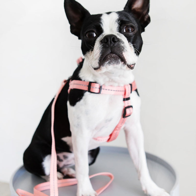 Dog's Life Supersoft Designer Webbing Leash