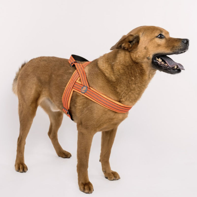 DOCO® VARIO Neoprene Dog Harness