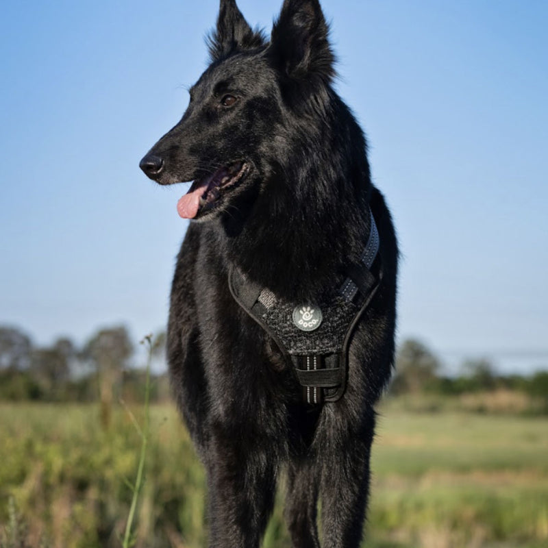 DOCO® Vario Chest Plate Dog Harness with Neoprene