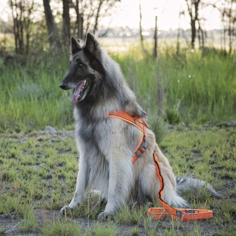 DOCO® VARIO Neoprene Dog Harness