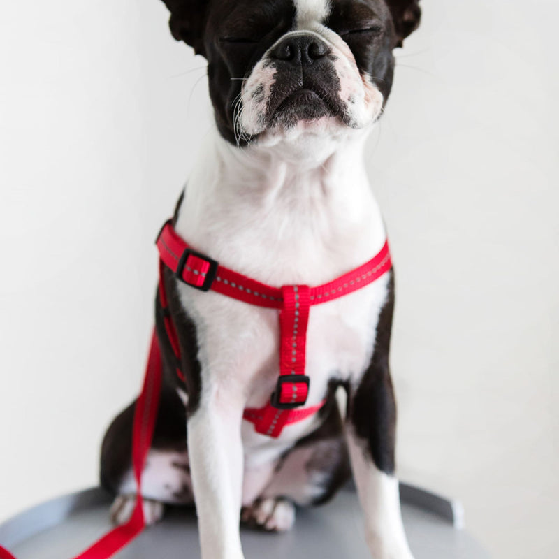 Dog's Life Supersoft Designer Webbing Leash