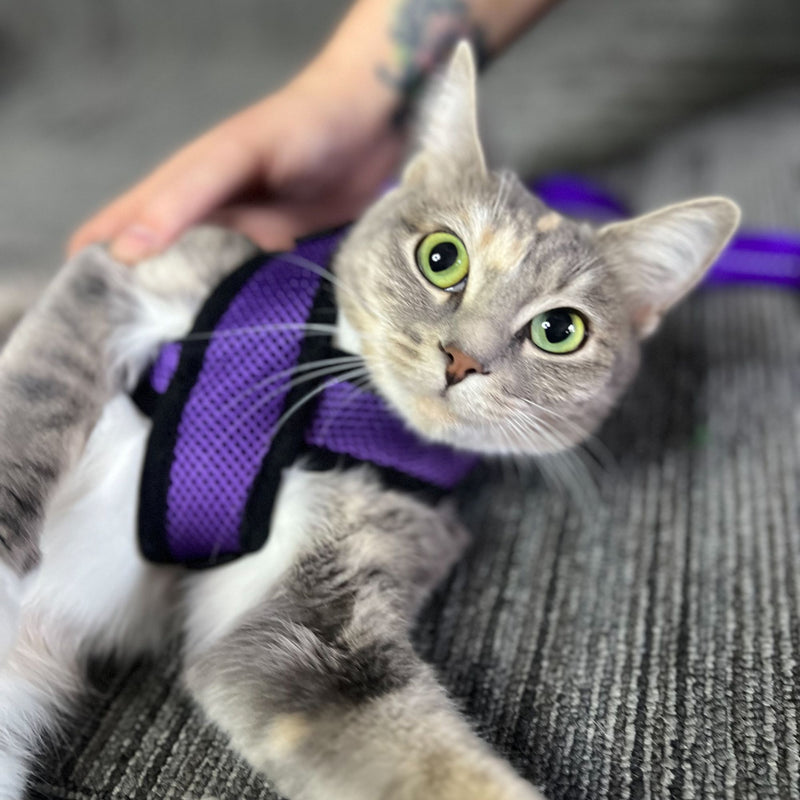 Cat's Life Mini Soft Harness for Cats with Velcro & Leash