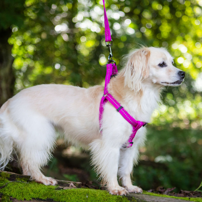 Dog's Life Supersoft Designer Webbing Leash